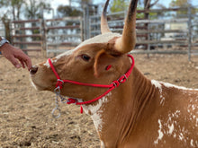 Load image into Gallery viewer, Cattle Halter Large (Bull)