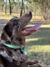 Load image into Gallery viewer, Mint Dog Collar