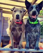 Load image into Gallery viewer, Fluro Green Dog Collar