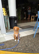 Load image into Gallery viewer, Periwinkle Dog Collar