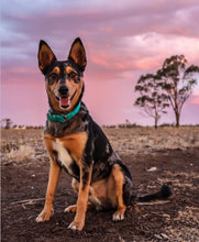 Load image into Gallery viewer, Teal Green Dog Collar