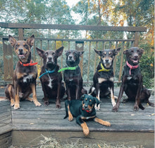 Load image into Gallery viewer, Fluro Green Dog Collar
