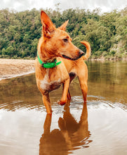 Load image into Gallery viewer, Fluro Green Dog Collar