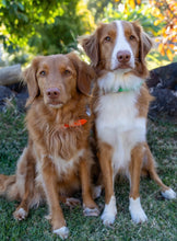 Load image into Gallery viewer, Fluro Orange Dog Collar