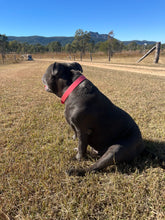 Load image into Gallery viewer, Coral Dog Collar