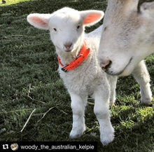 Load image into Gallery viewer, Fluro Orange Dog Collar