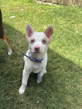 Load image into Gallery viewer, Periwinkle Dog Collar
