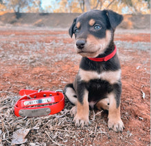 Load image into Gallery viewer, Red Dog Collar
