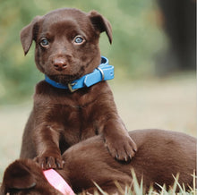 Load image into Gallery viewer, Cyan Blue (Light Blue) Dog Collar