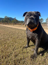 Load image into Gallery viewer, Collar and SS Name Tag *Most Popular*