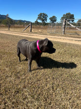 Load image into Gallery viewer, Magenta Dog Collar