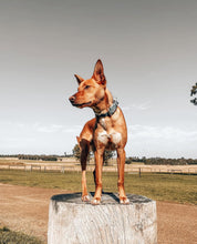 Load image into Gallery viewer, Sage Dog Collar