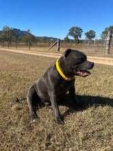 Load image into Gallery viewer, Yellow Dog Collar