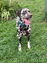 Load image into Gallery viewer, Lake Blue Dog Collar