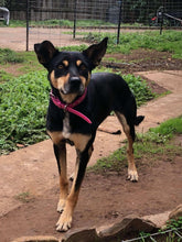 Load image into Gallery viewer, Hot Pink Dog Collar