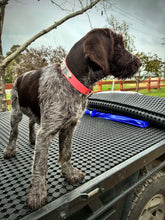 Load image into Gallery viewer, Coral Dog Collar