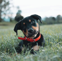 Load image into Gallery viewer, Red Dog Collar