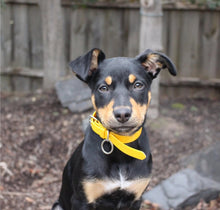 Load image into Gallery viewer, Yellow Dog Collar