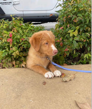 Load image into Gallery viewer, Periwinkle Dog Collar