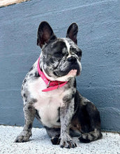 Load image into Gallery viewer, Hot Pink Dog Collar