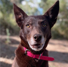 Load image into Gallery viewer, Hot Pink Dog Collar