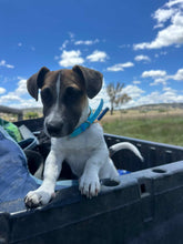 Load image into Gallery viewer, Ice Blue Dog Collar