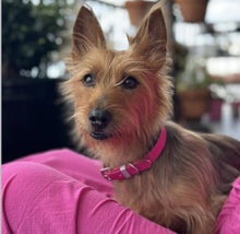 Load image into Gallery viewer, Magenta Dog Collar