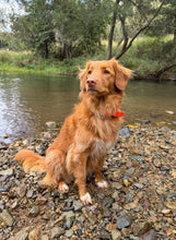 Load image into Gallery viewer, Fluro Orange Dog Collar