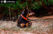 Load image into Gallery viewer, Fluro Orange Dog Collar