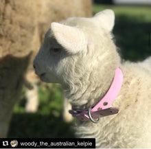 Load image into Gallery viewer, CC Pink (Baby Pink) Dog Collar