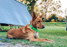Load image into Gallery viewer, Fluro Green Dog Collar