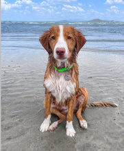 Load image into Gallery viewer, Fluro Green Dog Collar