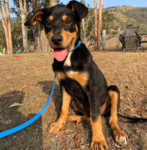 Load image into Gallery viewer, Dog Lead Thin 16mm