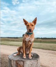 Load image into Gallery viewer, Teal Green Dog Collar