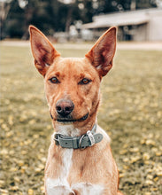 Load image into Gallery viewer, Sage Dog Collar