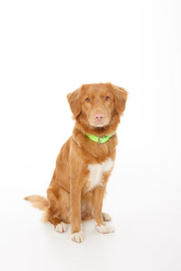 Fluro Green Dog Collar