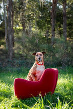 Load image into Gallery viewer, Red Dog Collar