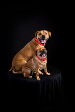 Load image into Gallery viewer, Red Dog Collar