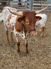 Load image into Gallery viewer, Cattle Halter Small (Calf)