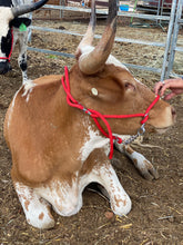 Load image into Gallery viewer, Cattle Halter Small (Calf)
