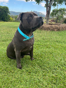 Ice Blue Dog Collar