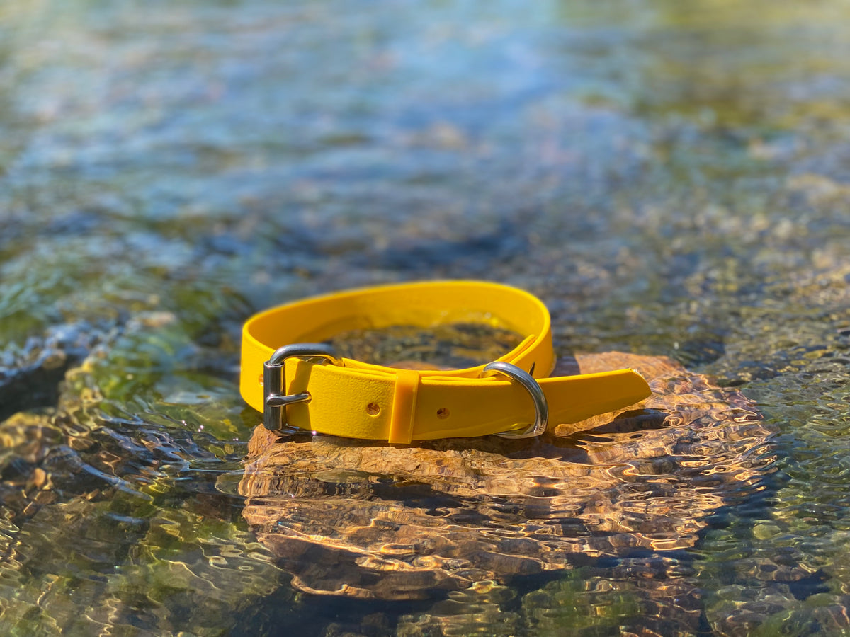 Yellow Dog Collar – Coopers Collars